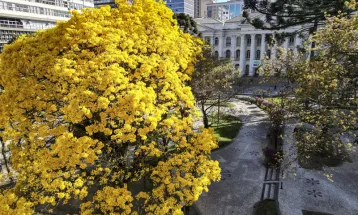 Florada dos ipês muda para amarelo o tom das ruas, praças e parques de Curitiba