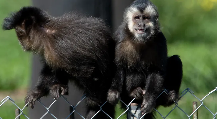 Macacos-prego resgatados pelo IAT já estão adaptados ao Zoológico de Curitiba
