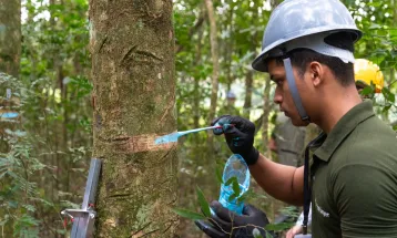 Em 40 anos, Itaipu triplica a diversidade vegetal da faixa de proteção do reservatório