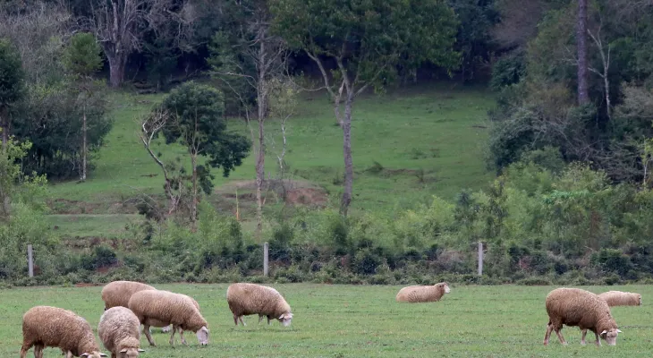 Adapar emite alerta sobre vacinas veterinárias após mortes suspeitas em rebanhos