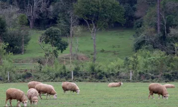 Adapar emite alerta sobre vacinas veterinárias após mortes suspeitas em rebanhos