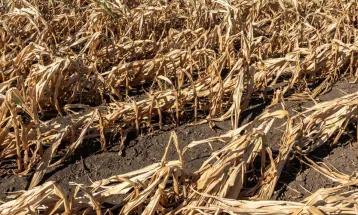 FAEP pede revisão de regras de crédito para renegociação de dívidas rurais