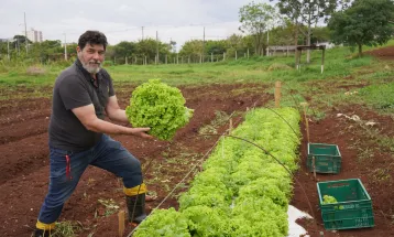 Prefeitura planta alimentos que enriquecem cardápio da Cozinha Social do Provopar