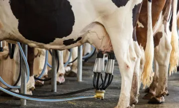 Produtores de leite voltam a protestar nesta quarta-feira no Sudoeste do Paraná