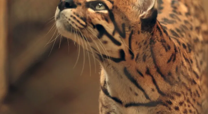 Zoológico terá programação especial para os pequenos no domingo de Dia das Crianças