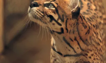 Zoológico terá programação especial para os pequenos no domingo de Dia das Crianças