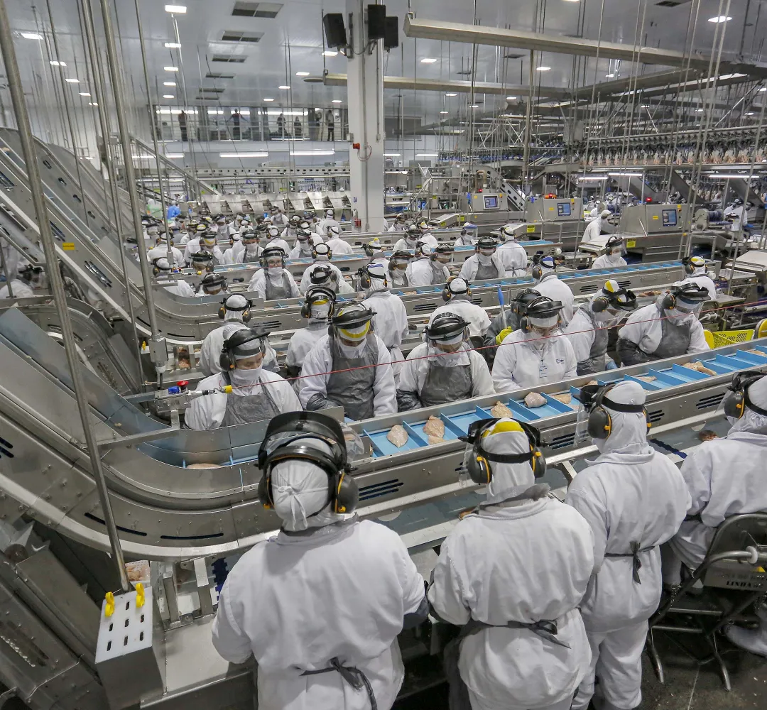Frango e suíno ampliam exportações, mas mercado interno impõe desafios diferentes ao Paraná