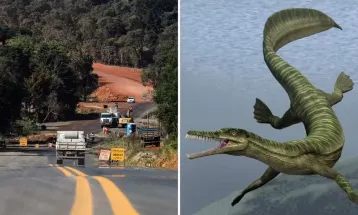 Obra de asfalto é paralisada no Paraná após descoberta de fósseis mais antigos que os dinossauros