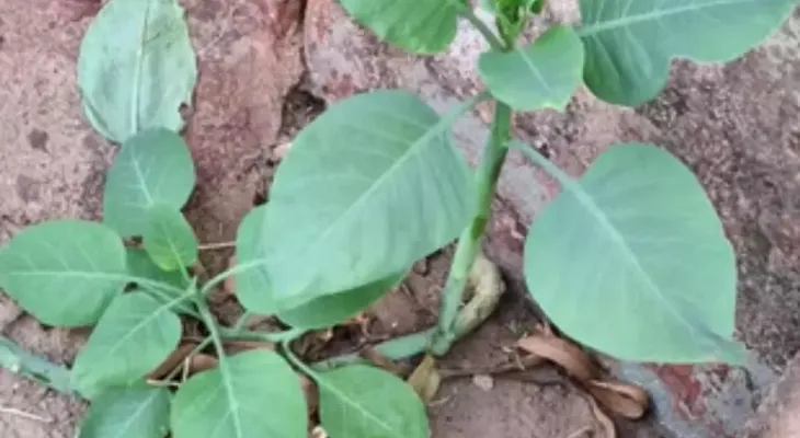Mulher morre após comer planta tóxica confundida com couve em Patrocínio (MG)