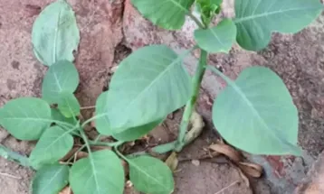 Mulher morre após comer planta tóxica confundida com couve em Patrocínio (MG)
