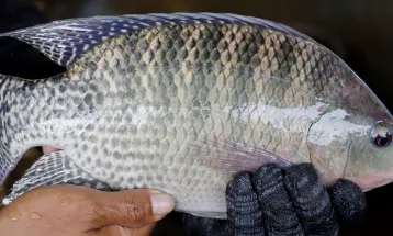 Produtores de tilápia temem prejuízos com possível inclusão da espécie em lista de invasoras