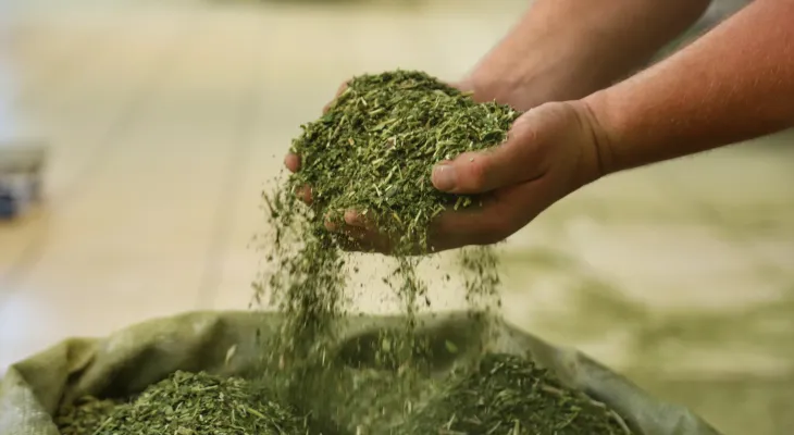 Produção de erva-mate cresce no Paraná e supera outros estados do Sul