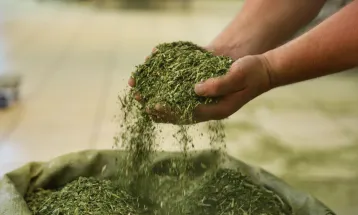 Produção de erva-mate cresce no Paraná e supera outros estados do Sul