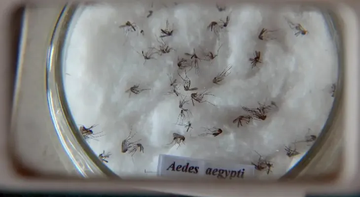 Cientistas criam nova nomenclatura global para o vírus da dengue