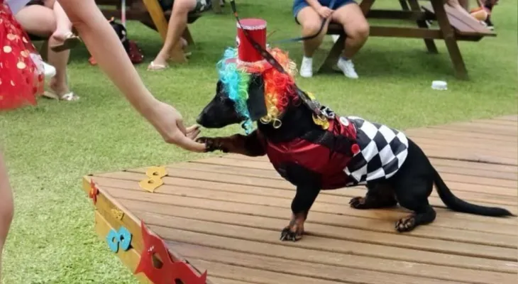 Pets viram atração no concurso de halloween em shopping de Joinville