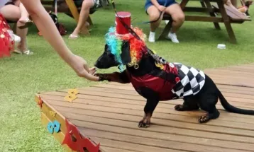 Pets viram atração no concurso de halloween em shopping de Joinville