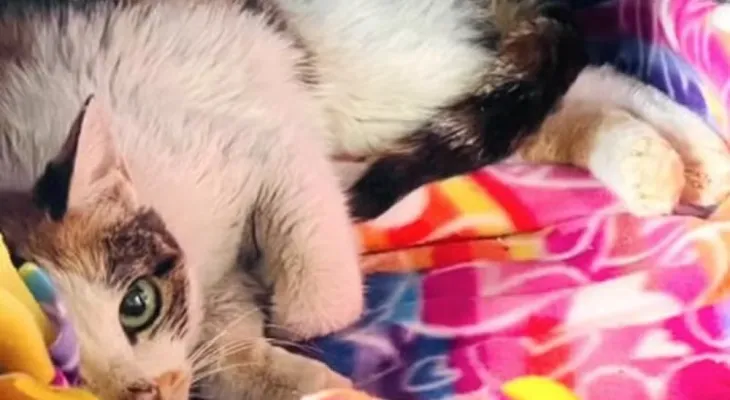 Gata sobrevive a viagem de 13 mil km da China aos EUA após entrar em contêiner: “Um verdadeiro milagre”