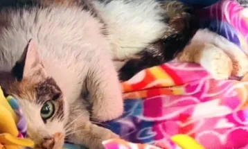 Gata sobrevive a viagem de 13 mil km da China aos EUA após entrar em contêiner: “Um verdadeiro milagre”