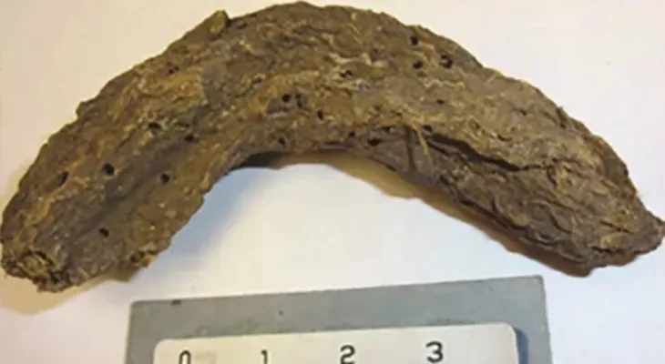 Fezes de 1.300 anos revelam doenças intestinais no México pré-histórico