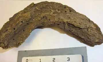Fezes de 1.300 anos revelam doenças intestinais no México pré-histórico