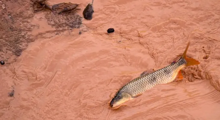 Carf mantém autuação bilionária contra Samarco e Vale por deduções indevidas de tributos
