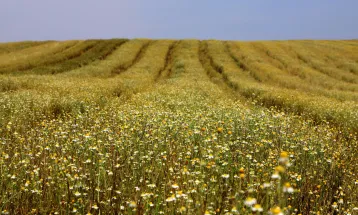 Paraná lidera produção de camomila e movimenta R$ 15 milhões