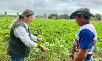 Assistência Técnica leva gestão e tecnologia à olericultura em Cascavel