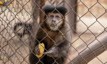 Cinco macacos-prego escapam do Bosque Municipal de Apucarana