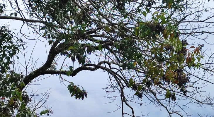 Frio e garoa marcam a quarta-feira (29) em Cascavel
