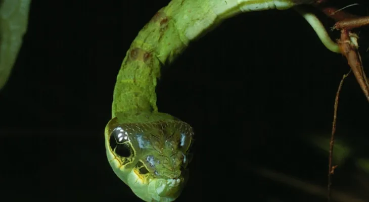 Conheça as lagartas que se disfarçam de serpentes para afastar predadores