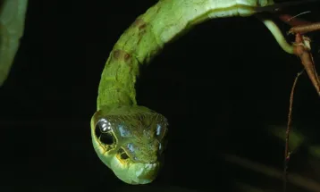 Conheça as lagartas que se disfarçam de serpentes para afastar predadores