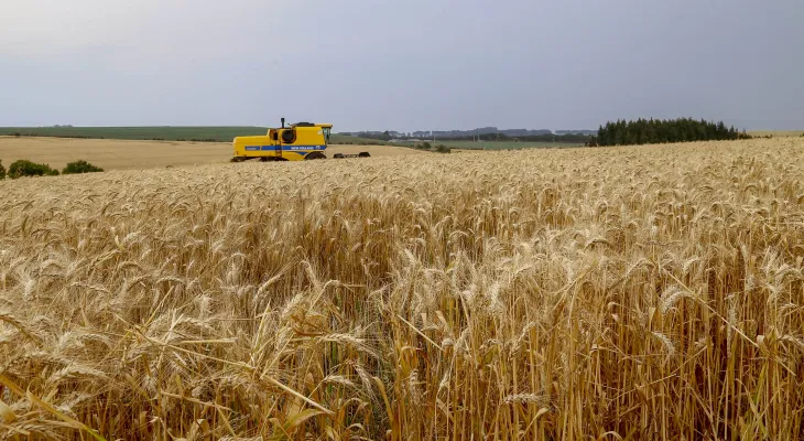 Avanço da colheita do trigo aponta para safra com recorde de produtividade no Paraná