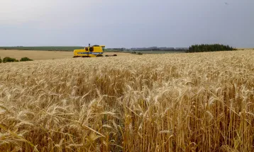 Avanço da colheita do trigo aponta para safra com recorde de produtividade no Paraná