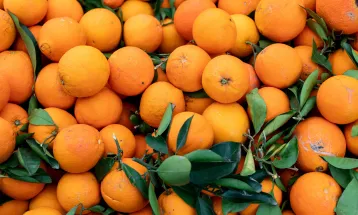 Seis condenados por contrabando de 20 toneladas de laranja do Uruguai