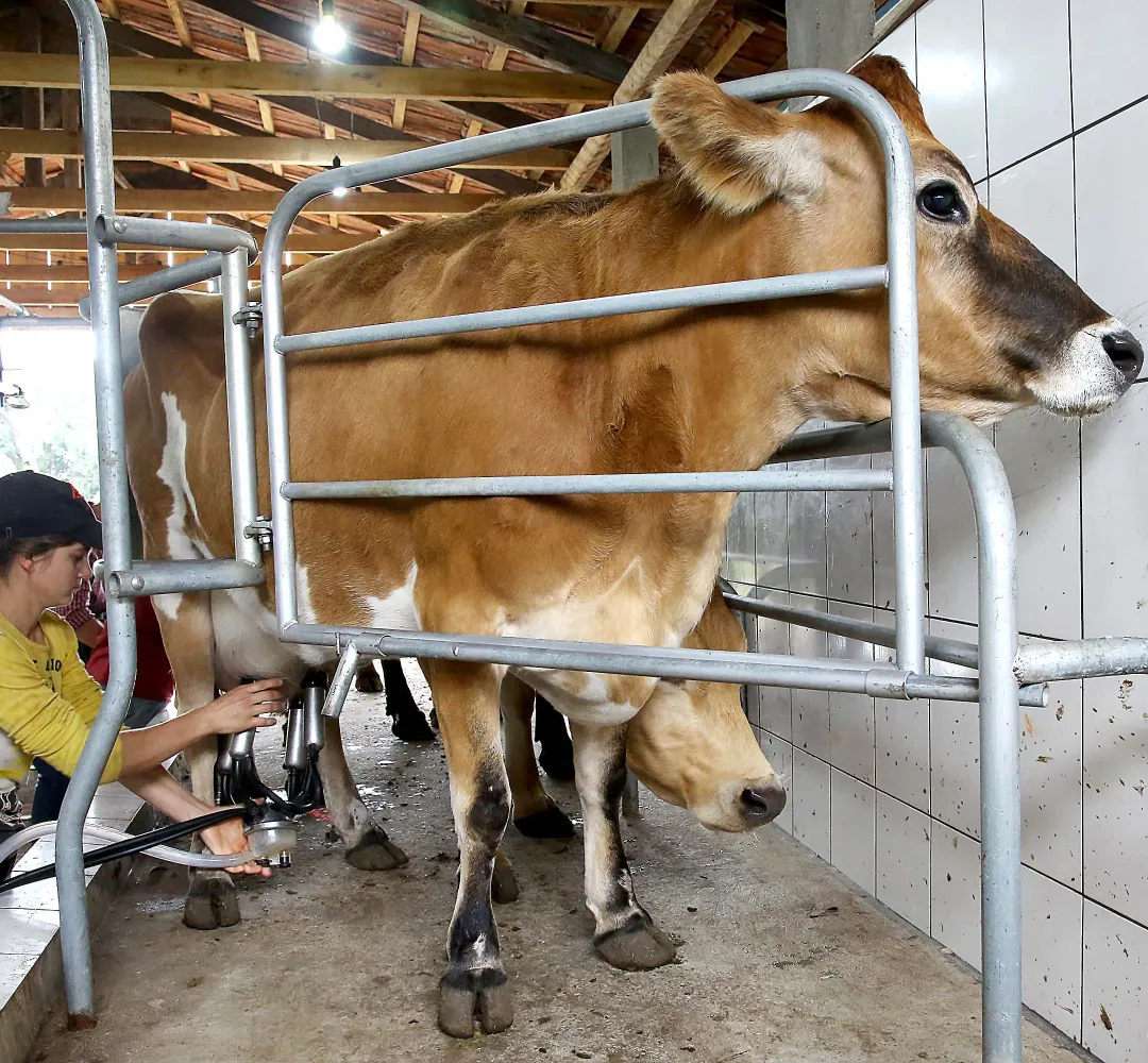 Governador sanciona lei que proíbe reconstituição de leite em pó importado no Paraná