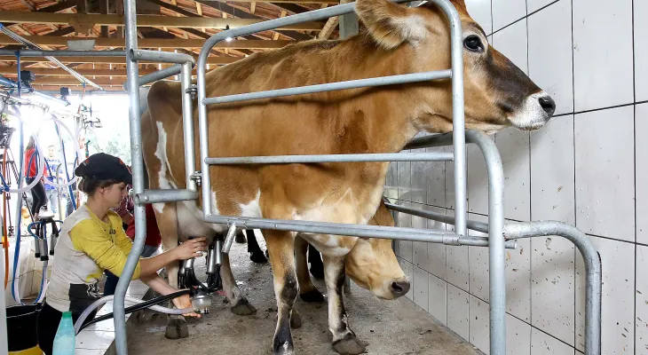 Governador sanciona lei que proíbe reconstituição de leite em pó importado no Paraná