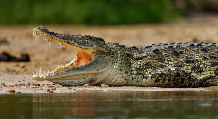 Há 55 milhões de anos, crocodilos depositavam ovos na Austrália