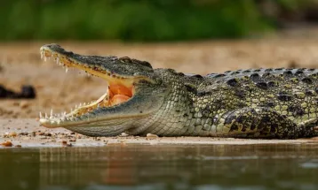 Há 55 milhões de anos, crocodilos depositavam ovos na Austrália