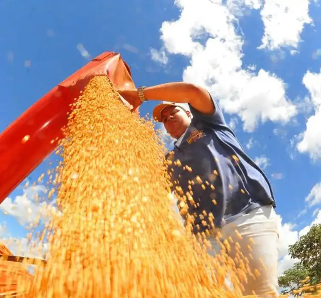 Safra deve recuar 3,7% em 2026, depois de um 2025 recorde