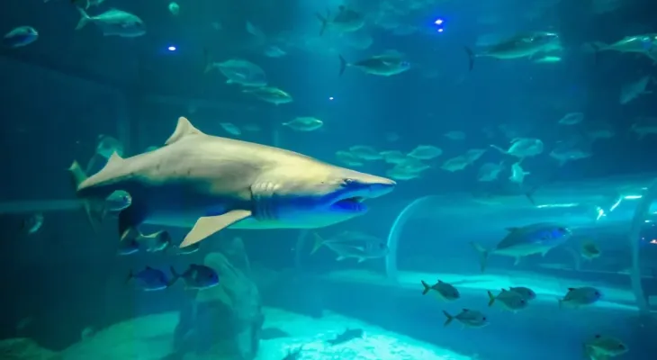 AquaFoz inaugura nesta sexta-feira com preços promocionais