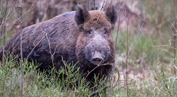 Após iniciativa do Paraná, Mapa organiza pesquisa sobre a presença do javali no meio rural