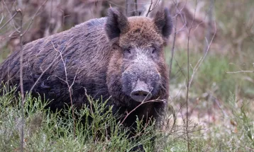 Após iniciativa do Paraná, Mapa organiza pesquisa sobre a presença do javali no meio rural