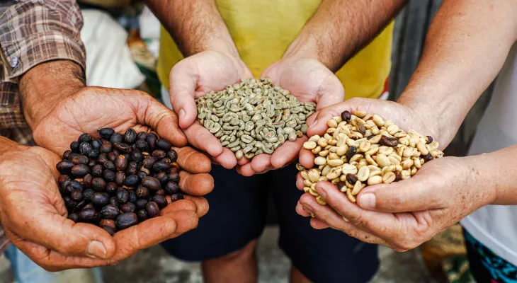 Paraná vai revelar melhores cafés especiais do Estado; 130 lotes disputam prêmio