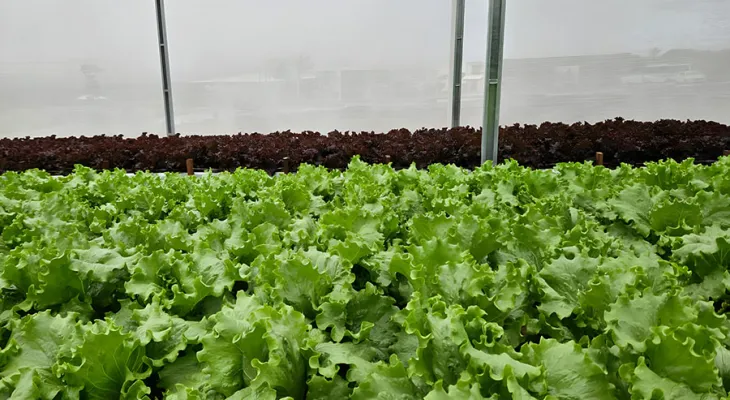 Sistema de reuso aumenta em 61% a eficiência no uso da água na irrigação de hortaliça