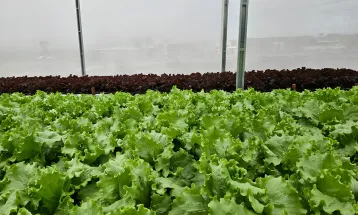 Sistema de reuso aumenta em 61% a eficiência no uso da água na irrigação de hortaliça