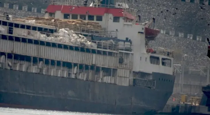 Quase 3 mil bovinos retidos em navio na Turquia enfrentam “viagem de morte” no retorno ao Uruguai