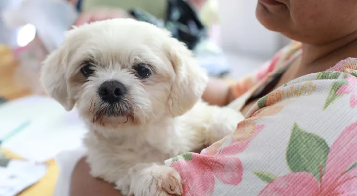 Prefeitura oferece microchipagem gratuita de cães e gatos no Santa Felicidade