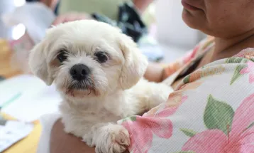 Prefeitura oferece microchipagem gratuita de cães e gatos no Santa Felicidade
