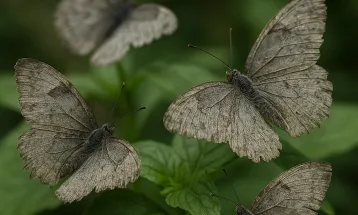 O silêncio das asas coloridas