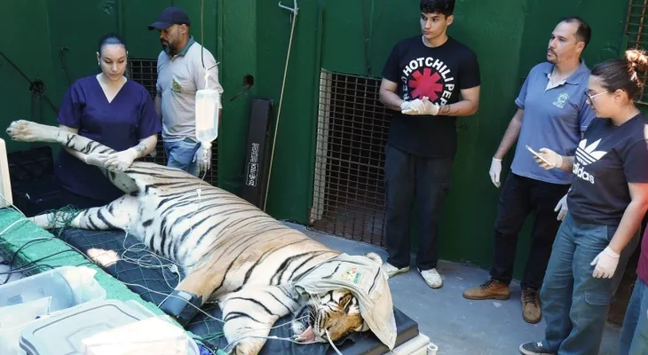 Tigre Hu passa por check-up completo no Zoo de Cascavel